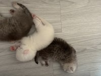 Safkan british shorthair yavrular