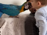 Efsane macaw yok böylesi uçarak ele gelir