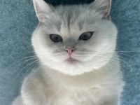 Masmavi Gözler Sıcak Kanlı Ve Asil British Shorthair
