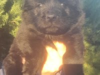 Chow chow çin aslanı siyah koca kafa ayı surat