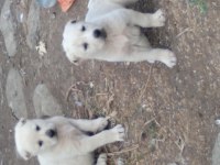 Akbaş yavrusu köpeğimiz