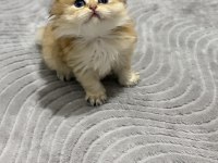 2 aylık yavrularımız golden british longhair