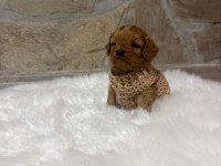 Maltipoo yavrularımız dişi erkek mevcut