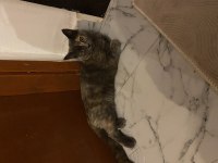BRİTİSH SHORTHAİR puf puf tüylü dişi 7 aylık