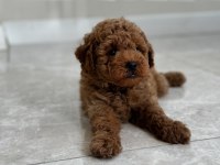 Mersin Poodle Yavrularımız
