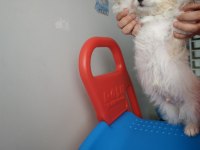 Maltipoo 2 aylık