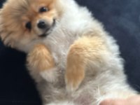 Pomeranian boo