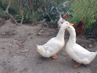 1 ÇİFT PEKİN ÖRDEĞİ AMERİKANLA TAKAS VAR