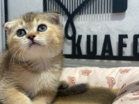 Golden Tabby Scottish Fold Bebeğim