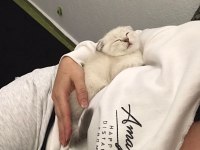 Beyaz maviş safkan scottish fold yavru