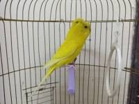 Çift muhabbet kuşu 8 aylık