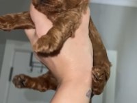 Red Brown renk Erkek dişi Toy poodle bebekler