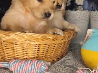Baby face golden retriever bebekler