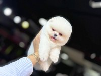Teacup ayı surat pomeranian boo yavrularımız