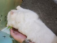SAFKAN BEMBEYAZ KEDİMİZ