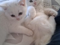 British longhair yavru