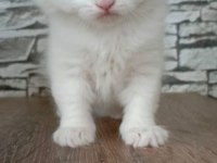 Scottish straight ve scottish fold yavrular