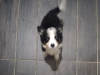 Safkan border collie