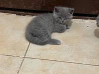 Safkan British Shorthair