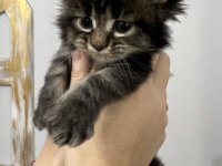 Muhteşem Avrupa tipi Maine Coon yavruları