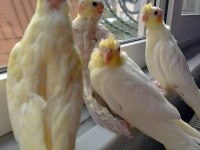 Yeme Yeni Düşmüş Yavru Sultan Papağanlar