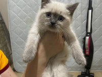 2 aylık blue point yavru scottish fold