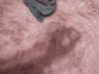 Scottish fold kedisi