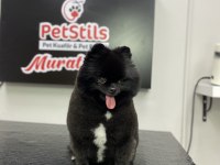 Kalite severler için Pomeranian Boo DİŞİ