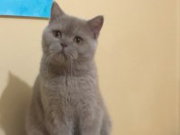 11 aylık aşıları tam british shorthair