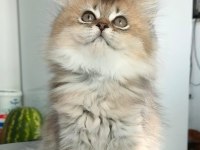 British Longhair Kedilerim