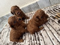 Ev ortamında büyüyen safkan poodle yavrular