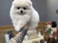Oyuncak Gibi Tatlı Pomeranian Boo Oğlumuz