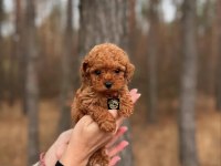 PETS WORLD GÜVENCESİYLE TOY POODLE