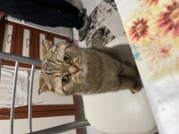 Scottish fold Dişi kedimizi çiftleştirme
