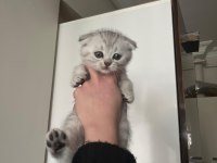 Scottish Fold Bebek Kedimiz