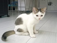 British shorthair yavru kedimiz