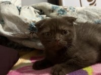 3 Aylık Erkek Scottish Fold
