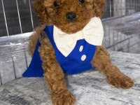 TOY POODLE ERKEK YAVRUMUZ