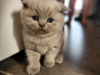 Scottish fold lilac rengin erkek bebek