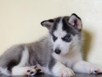 Husky Sibirya Yavruları