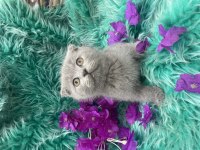 Güzel scottish fold yavrular yeni yuvalarını arıyor