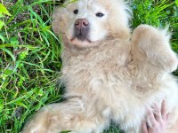 CHOW CHOW TERK EDİLMİŞ