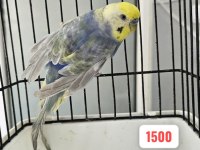3 ADET RAİNBOW MUHABBET KUŞU UYGUN AÇIKLAMAYI OKUYUN