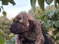 Sağlam kan presa canario yavru