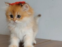 British longhair yavrularımız yeni yuvalarını arıyor