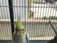 İNSANA ALIŞKIN LUTİNO SULTAN PAPAĞANI