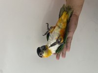 Oyun hamuru maskot siyah kafa caique