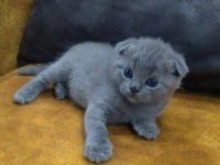 Yeni doğan scottish fold