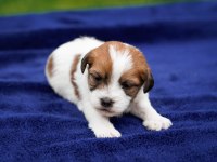 KIF(FCI) ŞECERELİ ROUGH VE BROKEN JACK RUSSELL TERRIERLER