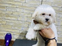 TÜY DÖKMEYEN TERRIER BEBEKLERİ